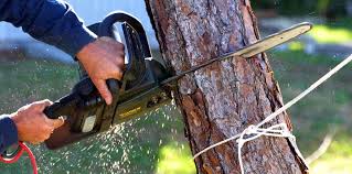 Best Root Management and Removal  in Covington, VA