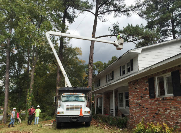 Best Fruit Tree Pruning  in Covington, VA