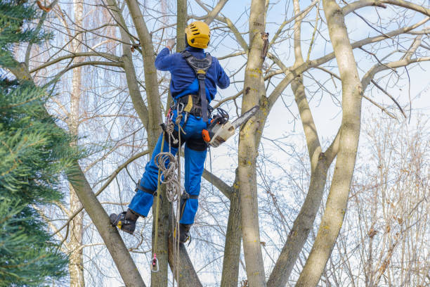 Best Commercial Tree Services  in Covington, VA